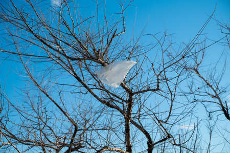 Plastic bag on a tree - nature pollution.の写真素材