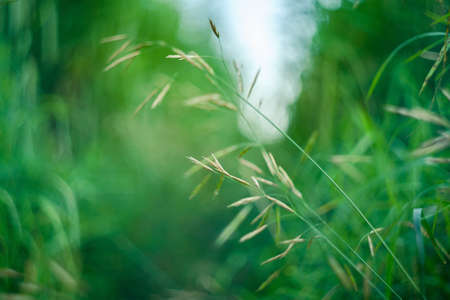 Fresh green grass background. Selective focus with shallow depth of field.の写真素材