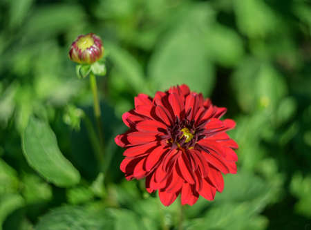 Flower of Zinnia in the garden. Selective focus with shallow depth of field.の写真素材