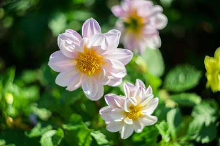 colorful flowers. Selective focus with shallow depth of field.の写真素材