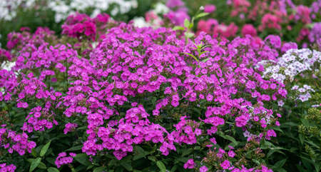 Flowers of Phlox in the graden at summer.の写真素材