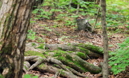 Chipmunk in the woods. Selective focus with shallow depth of field.の写真素材