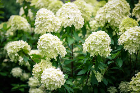 White flowers of hydrangea in the garden.の写真素材