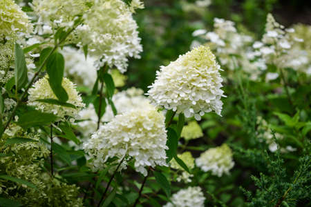 White flowers of hydrangea in the garden.の写真素材