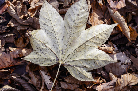 Autumn leaves closeup view - natural background. Shallow depth field.の写真素材
