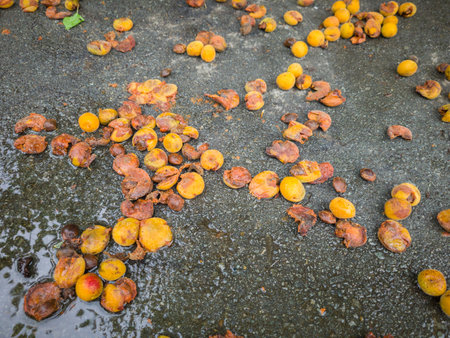Apricots fruit on ground after rain.の写真素材