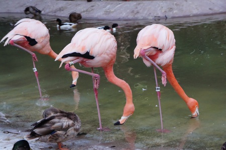 San Diego, California - August 27 2011 :  Three flamingos in San Diego Zoo のeditorial素材