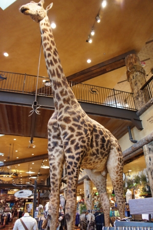 Las Vegas, Nevada - September 1 2011 : Bass Pro Shops Las Vegas, Nevada Shopping at the Silverton Casinoのeditorial素材