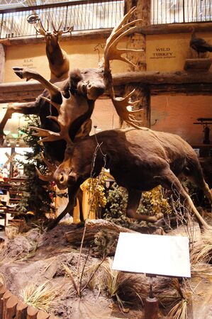 Las Vegas, Nevada - September 1 2011 : Bass Pro Shops Las Vegas, Nevada Shopping at the Silverton Casinoのeditorial素材