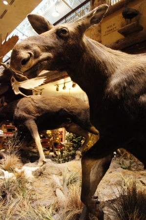 Las Vegas, Nevada - September 1 2011 : Bass Pro Shops Las Vegas, Nevada Shopping at the Silverton Casinoのeditorial素材