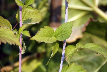 Blackberry cane and leaves closeup