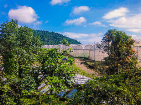 Hothousesの写真素材