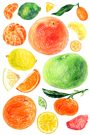 Set of citrus isolated on a white background. Drawing with colored pencils. Whole fruits and slices.の写真素材