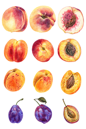 Set of peaches, nectarines, apricots, plums, cherries, isolated on a white background. Drawing with colored pencils. Whole fruits and slices.の写真素材