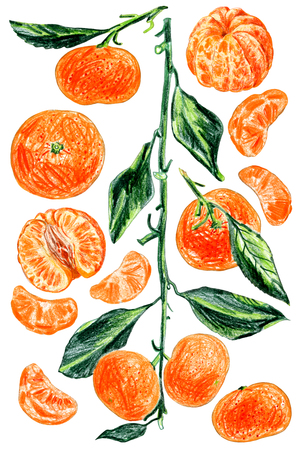 A set of mandarin painted with colored pencils on a white background. Whole fruits and slices.の写真素材