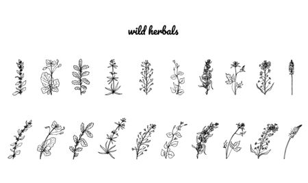 Wild herbs, drawn by a black line on a white background.のイラスト素材