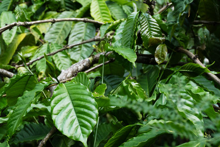 Close up view shows a dense texture of healthy dark green coffee leaves on a branch.の写真素材