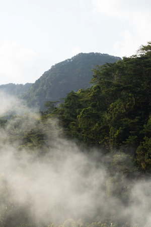 White mist blankets the base of a steep forested mountain peak in a vertical composition under a bright sky.の写真素材