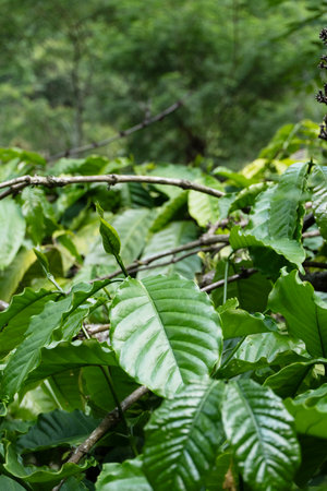 Bright new coffee leaf grows among the older dark green foliage in a farm.の写真素材