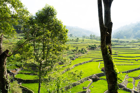Lush green rice terraces spread across a mountain valley framed by dark tree trunks in sunlight.の写真素材