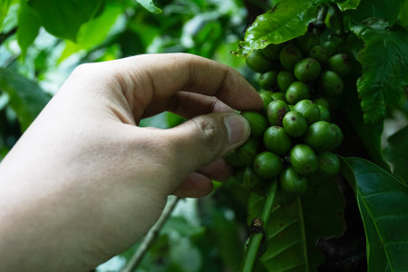 Farmer's hand is gently touching a cluster of green coffee beans to check ripeness.の写真素材
