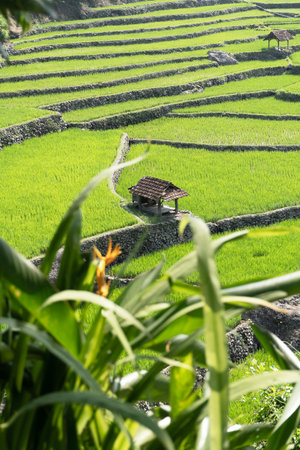 Small thatched hut is centered among rice terraces with a blurred green foliage foreground.の写真素材