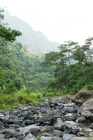 Rocky stream runs through the middle of a hazy tropical forest valley in a vertical composition.の写真素材