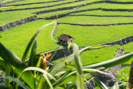 Stone walls divide bright green rice terraces that surround a small farmer's hut in the center of the field.の写真素材