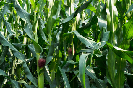 Dense stalks of green corn leaves create a vibrant pattern texture in a sunny agricultural field.の写真素材