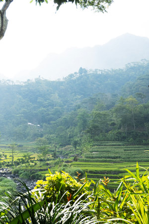 Lush foreground plants frame a misty mountain view over green rice terraces in a vertical composition.の写真素材