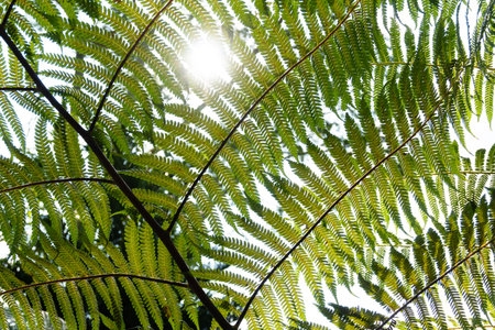 Sunlight shines through the intricate pattern of a large green tropical fern frond at close-up view.の写真素材
