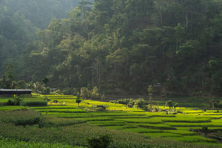 Sunlight highlights vibrant green rice terraces at the base of a dense tropical forest mountain.の写真素材