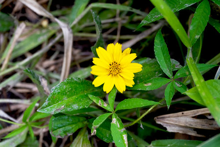 Single yellow tropical flower blooms in the center surrounded by dark green leaves on the ground.の写真素材