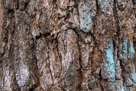 Detailed view of tree bark showcasing its rough texture, varied colors, and intricate patterns formed over time.の写真素材