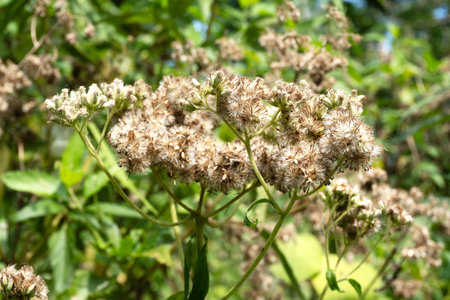 A detailed close-up of a plant with clusters of small, delicate flowers, set against a backdrop of...
