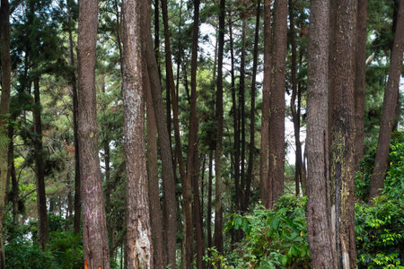 A captivating view of a dense forest, showcasing tall trees with lush green foliage. The image...