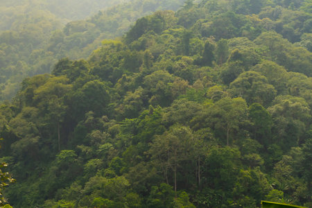 An aerial view of a dense, lush green forest canopy under misty conditions, showcasing the natural...