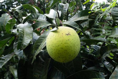 A close-up of a green pomelo fruit hanging from a tree branch surrounded by lush green leaves in...