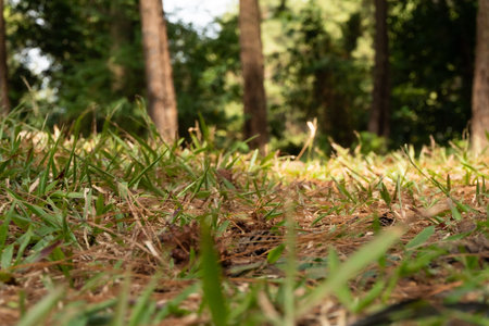 A ground-level perspective captures the lush green grass and scattered leaves on a forest floor, with trees blurred in the background under sunlight.の写真素材