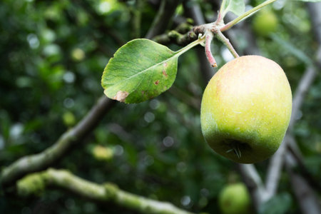 Fresh Apple on the Tree
