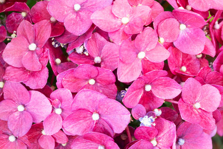 Close-up of a Vibrant Pink Hydrangea Bloom