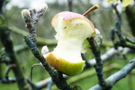 Apple core on a branch