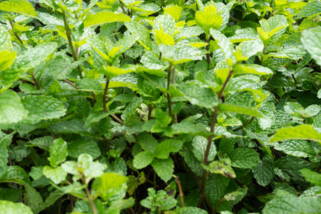 Fresh Green Mint Plants Growing in Garden