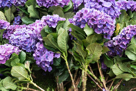 Vibrant Purple Hydrangeas with Green Leavesの写真素材