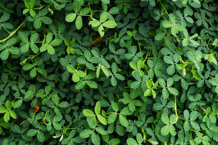 Close-up of a Patch of Arachis Plants with Green Leavesの写真素材