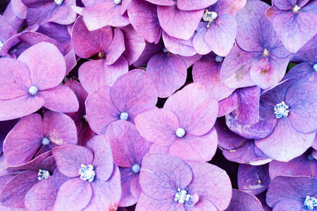 Close-up of a Purple Hydrangea Bloom