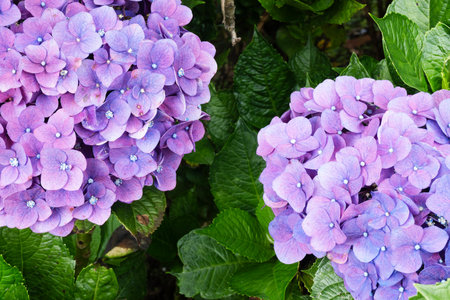Hydrangea Blooms in Soft Purple Hues