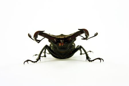 Crawling beetle with big mandibles