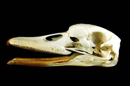 Detailed view of the skull swans profile