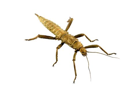 Extatosoma tiaratumの写真素材